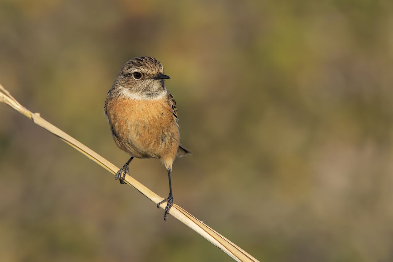 Saltimpalo (Saxicola rubicola)